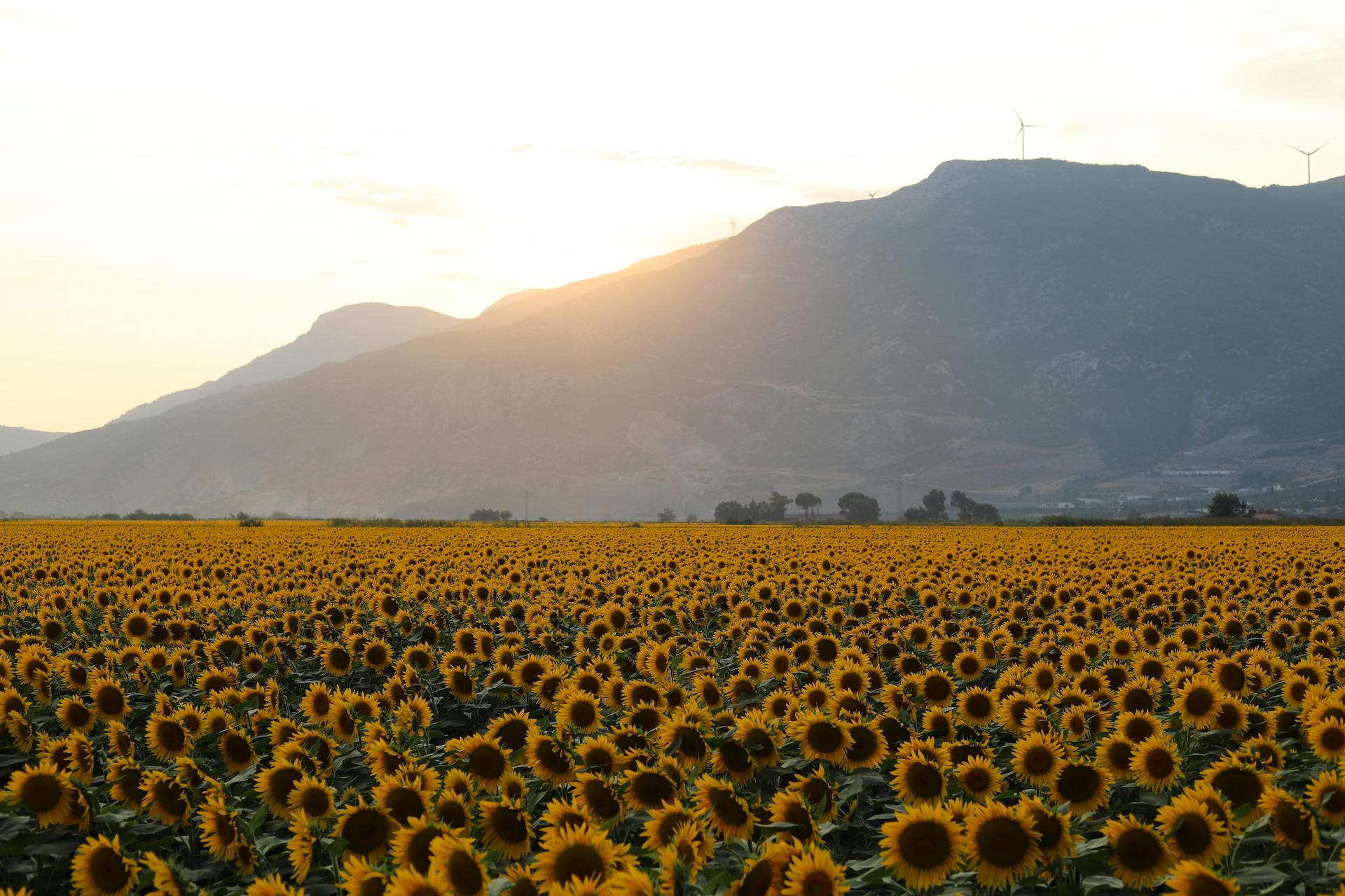 Image of sunflower fields Image of sunflower fields